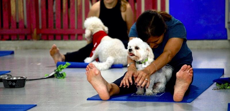 Pet owners get the opportunity to bond with the pooches and fellow animal-lovers. Karma Gurung / The National