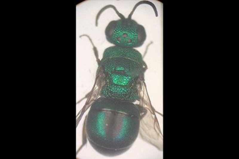 The cuckoo wasp found in Al Wathba Wetlands in Abu Dhabi has been added to the global list of invertebrates. Courtesy Environment Agency Abu Dhabi