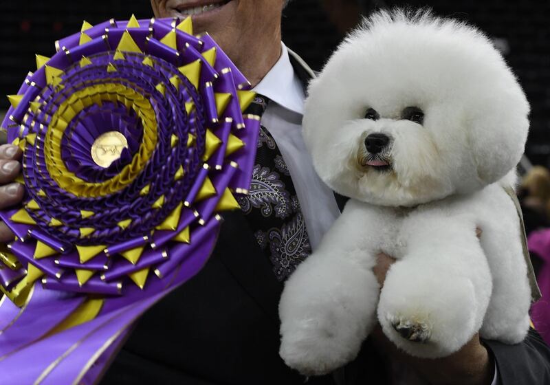 Flynn the Bichon Frise, with handler Bill McFadden, poses after winning 'Best in Show' at the Westminster Kennel Club 142nd Annual Dog Show. AFP