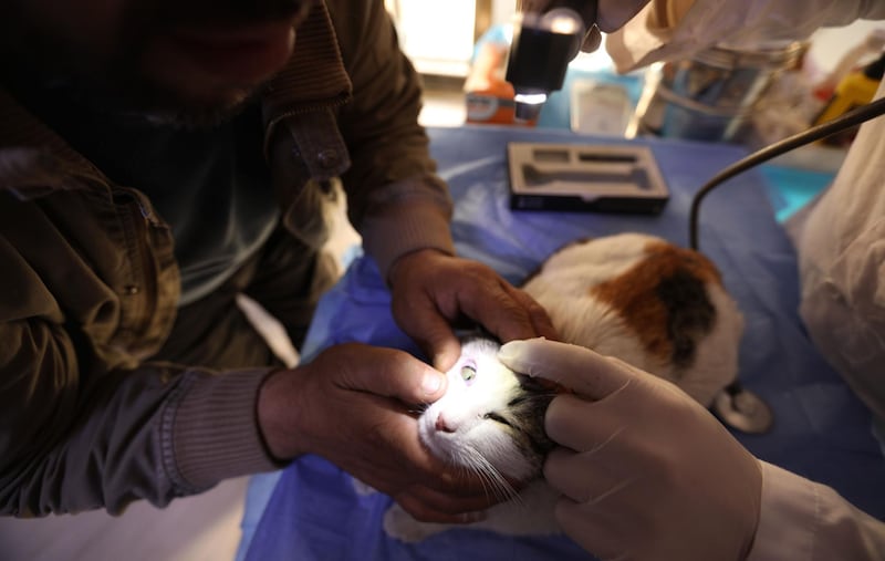 A feline patient as it gets its eyes checked at Ernesto's Cat Sanctuary. AFP