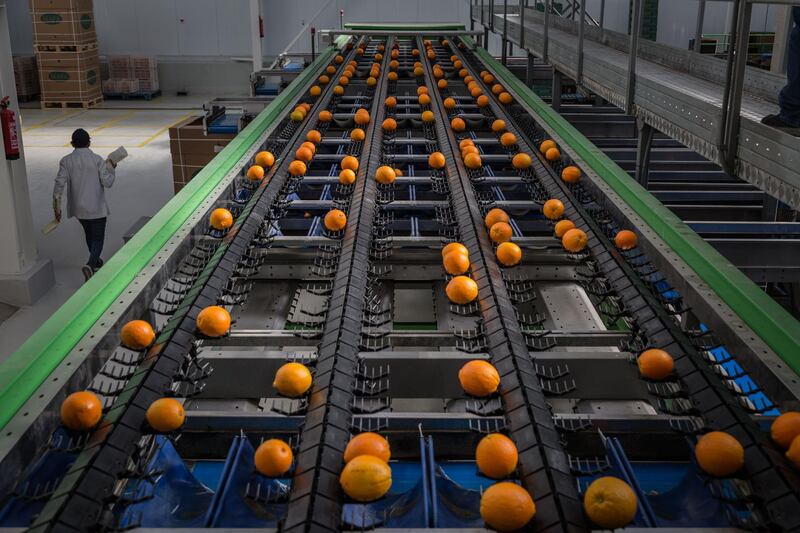 Oranges on an inspection belt that sorts the fruit based on imperfections. Getty Images