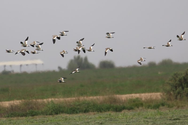 Some of the sociable lapwings at Al Maha Pivot Fields, Abu Dhabi, in February 2021. The bird is critically endangered. Courtesy Oscar Campbell