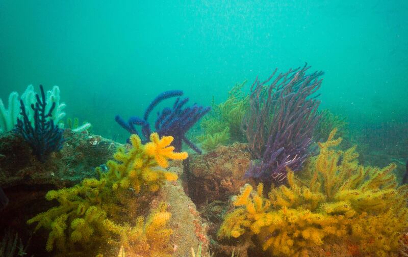 About 15 kilometres up the coast from Dibba Rock lies Al Aqah and the jumping off point for Gunther’s Wreck, a rusting Nazi submarine that was sunk by a British light bomber during the Second World War. Photo: Darryl Owen / Freestyle Divers