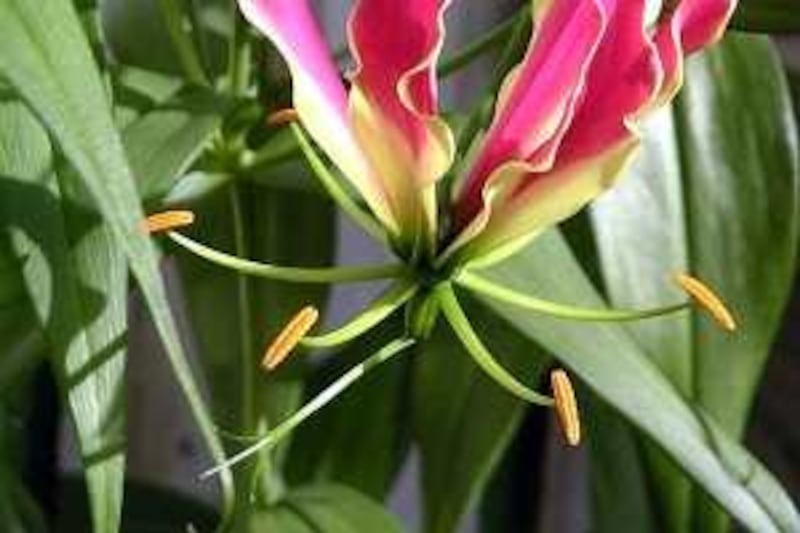 Undated Wikimedia Commons photo showing the Flame Lily (Gloriosa Rothschildiana) is the national flower of Zimbabwe. Courtesy Jean-Jacques Milan

Note license. "you are free to share and make derivative works of the file under the conditions that you appropriately attribute it"