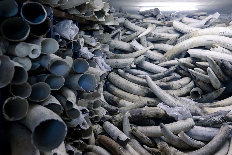 Stocks of elephant ivory in Harare, stacked one on top of another inside a strong room where Zimbabwe's ivory is secured during a tour of by EU envoys.  AFP