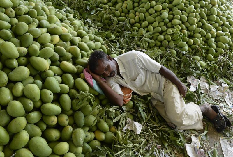 An Indian farmer rests on a pile of mangoes at the Gaddiannaram Fruit Market on the outskirts of Hyderabad. Noah Seelam / AFP Photo