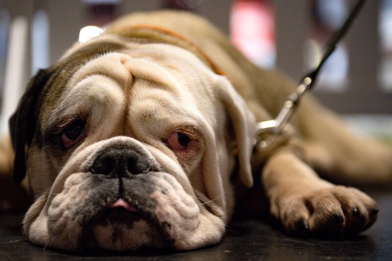 Molly, an English bulldog. PA