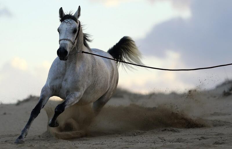 An Arabian horse named Nasam Al Wahat runs during a training session on a beach in Benghazi. Scientists are trying to uncover the mystery behind the origin of the iconic horse. Esam Omran Al-Fetori / Reuters