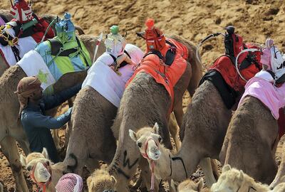 Dubai, April, 06, 2019: Camels participate on the first day of the Marmoom season finals for the camel racing season at Al Marmoom Heritage Village in Dubai. Satish Kumar/ For the National / Story by Anna  Zacharias