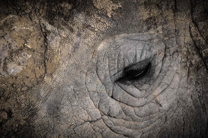 A close-up of the eye of a rhinoceros in an enclosure at the Paris zoological park.  AFP