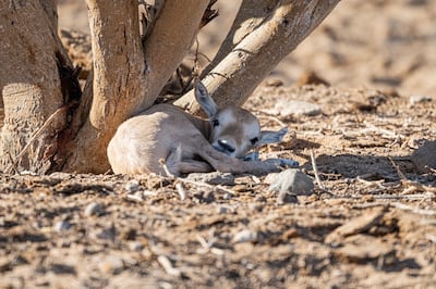 Newborn Arabian Oryx rests under a tree at Neom nature reserve. Photo: Neom