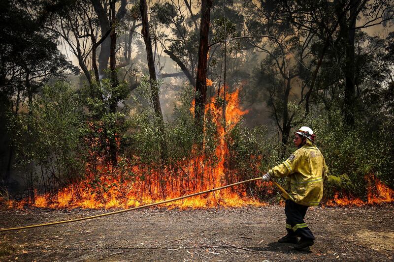 A New South Wales (NSW) Rural Fire Service volunteer pulls a hose as she douses a fire during back-burning operations in bushland near the town of Kulnura, New South Wales, Australia. Bloomberg