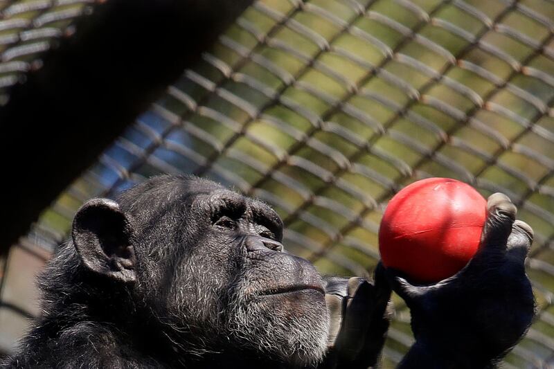 A chimpanzee holds an enrichment treat at the Oakland Zoo in Oakland, California. AP Photo