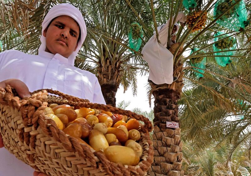 Every year, the Abu Dhabi government holds the Liwa Date Festival during harvest season, which begins in July, to celebrate the tree and its fruit.