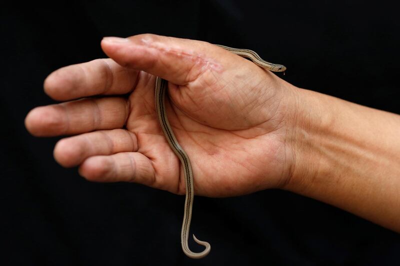 Pukpinyo shows a kukri snake.
