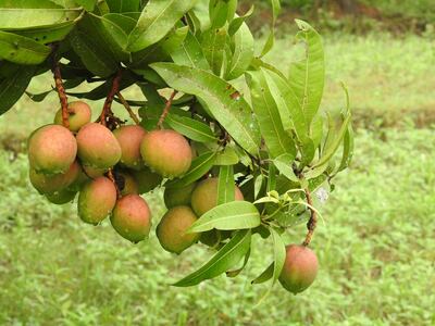 The mangoes differ in hue, shape and taste, with some looking like apples and others tasting like cumin. Photo: Bindu Gopal Rao