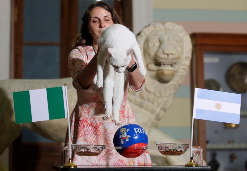 Achilles the cat, who lives in St Petersburg's Hermitage Museum, chooses Nigeria while predicting the result of the World Cup match between Argentina and Nigeria. AP