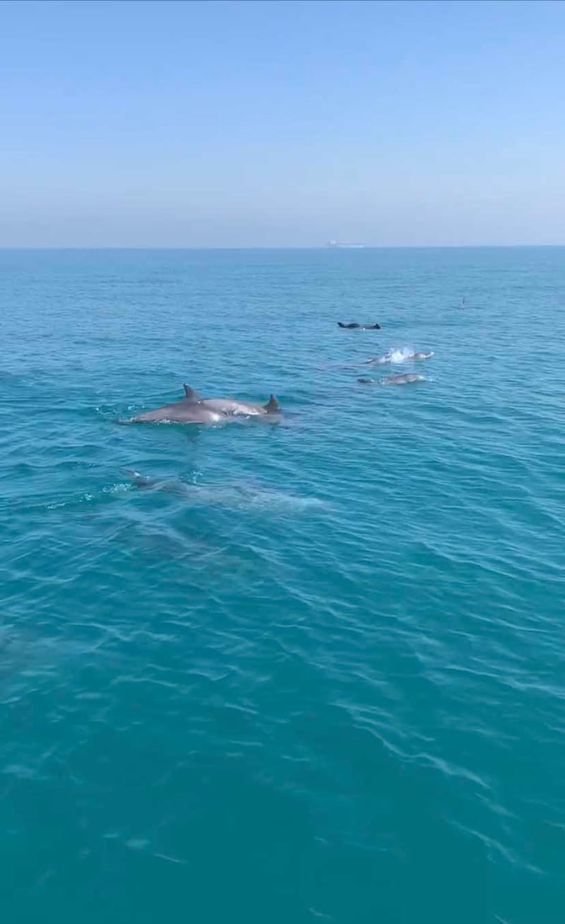 About 70 kilometres from Dubai lies Moon Island. Kelly Timmins, director of conservation, education and CSR at Atlantis, The Palm, has spotted some Indo-Pacific bottlenose dolphins here. Photo: Kelly Timmins