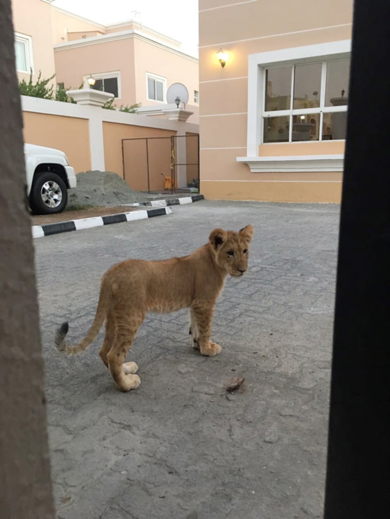 The stray lion cub is one of Khalifa City A’s more exotic residents.