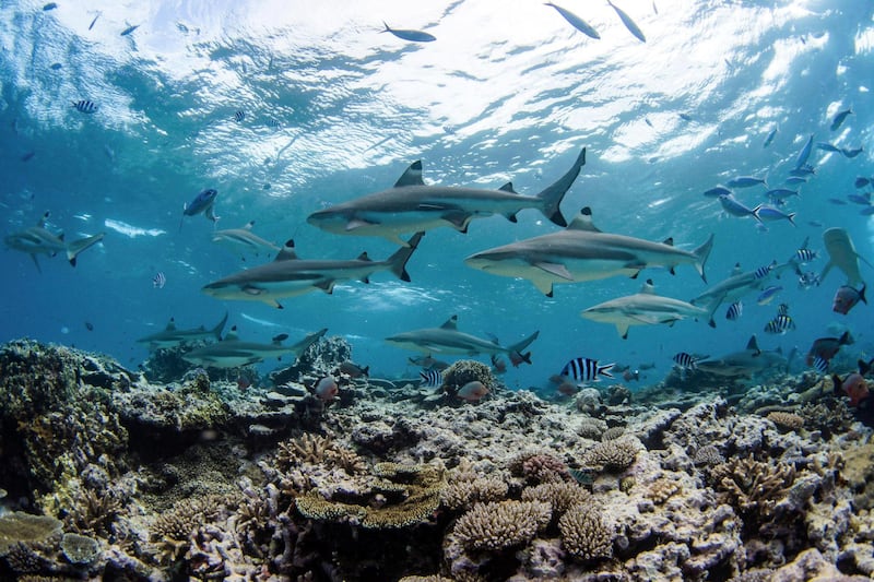 M7HFBB A school of blacktip reef sharks over a coral reef in Kadavu Island, Fiji.