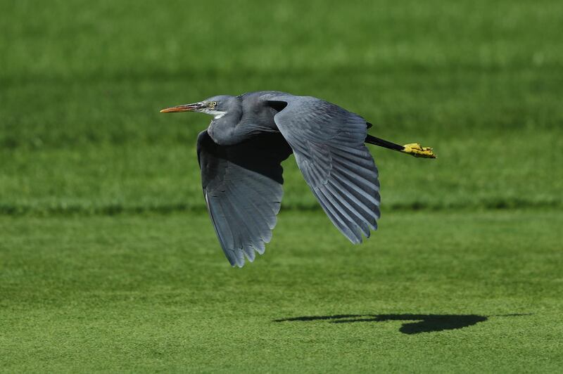 A heron is seen flying during practice ahead of the Abu Dhabi HSBC Championship. Getty Images
