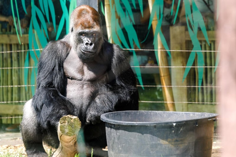 MKAFYP London, UK. 7th May, 2018. Western lowland gorillas having fun in the sun, May Bank Holiday Monday, ZSL London Zoo, UK.  Male silverback, Kumbuka, ponders a large bucket in the Gorilla Kindgdom, tips it over, and 'plants a tree' in the now empty pot, while his daughter, Alika, tastes and then washes in the freshly spilled suds. Credit: Chris Aubrey/Alamy Live News