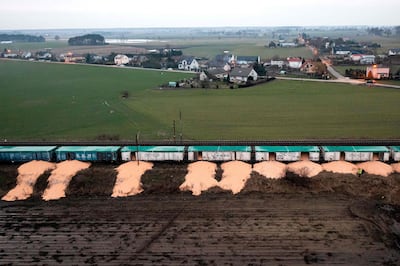 Ukrainian grain covers the ground by the railway line near the village of Kotomierz in northern Poland, after being removed from freight carriages. AFP