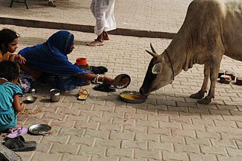 The Bharatiya Janata Party is campaigning for a countrywide ban on the slaughter of cows, which Hindus regard as holy animals.