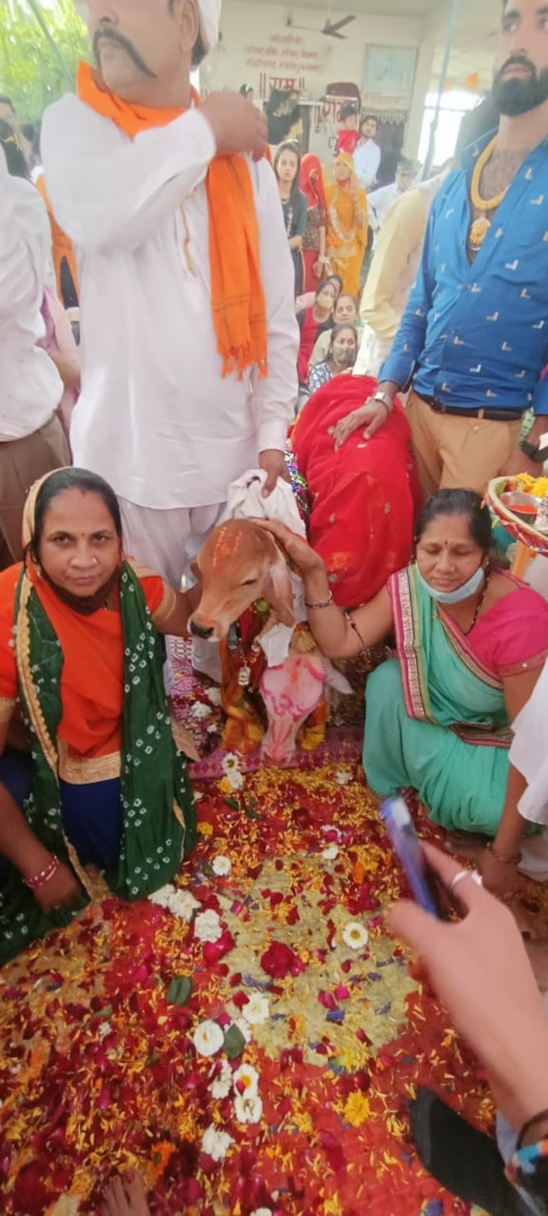 Many Hindus consider cows holy, and devotees dedicate themselves to the animals’ service
