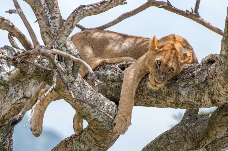 Lion in a Tree
Masai Mara
Kenya 2018
Photo by Dr Harold Vanderschmidt