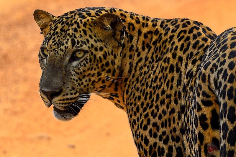 A leopard is pictured at the Yala National Park in the southern district of Yala, some 250 km southwest of Colombo. AFP