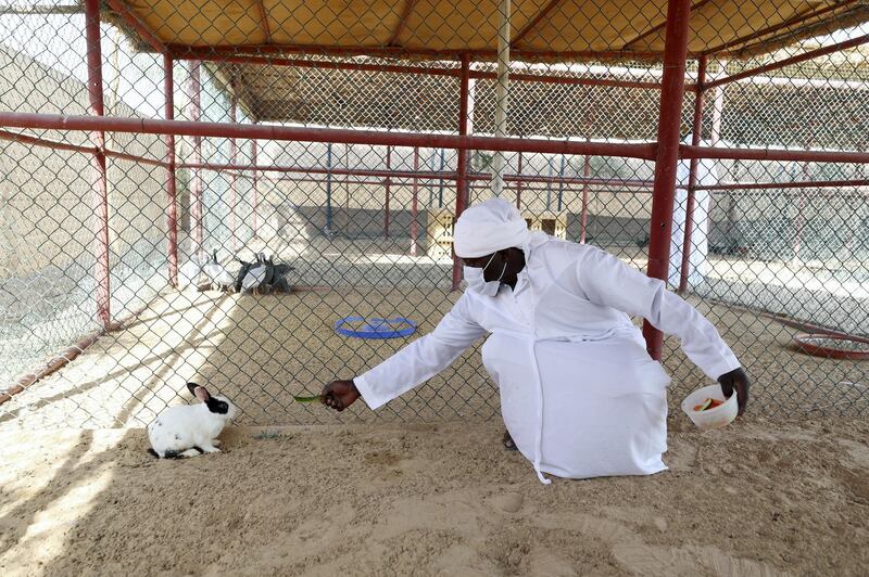 Dubai, United Arab Emirates - Reporter: N/A. News. Covid-19/Coronavirus. Yannick from The Camel farm tourist attraction feeds a rabbit with Covid-19 precautions in place. Saturday, October 10th, 2020. Dubai. Chris Whiteoak / The National