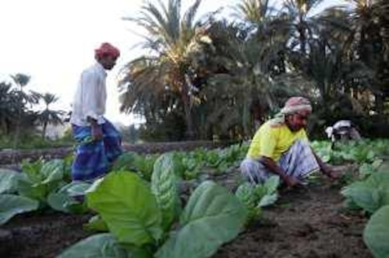 January 11, 2010 - Hatta, UAE, - Bangladeshi workers weeding a young tobacco crop on a farm near Hatta, across the Oman border. (Nicole Hill / The National) *** Local Caption ***  NH Tobacco03.jpg