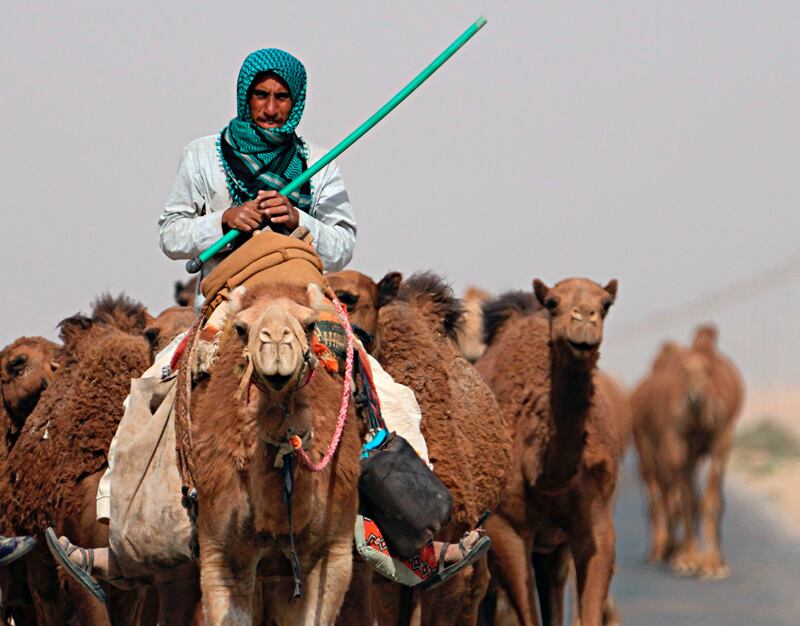 A camel herder leads the way in Al Samawa, Iraq. AP