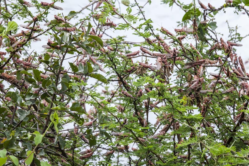 Desert locusts cover branches on a tree in Mathiakani, Kitui County, Kenya. Bloomberg