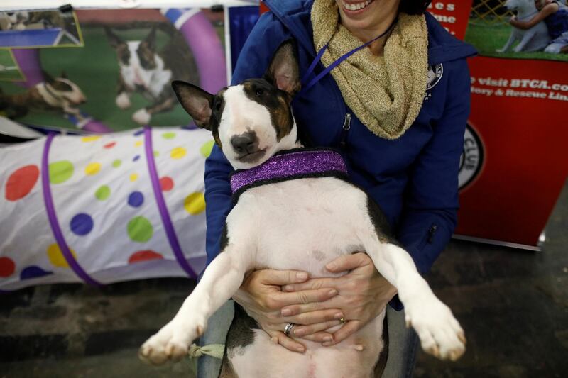 Patrice the Bull Terrier having a wee cuddle at the Meet the Breeds event ahead of the 143rd Westminster Kennel Club Dog Show in New York. Photo: Reuters