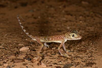 A dune sand gecko spotted by researchers. Photo: Johannes Els