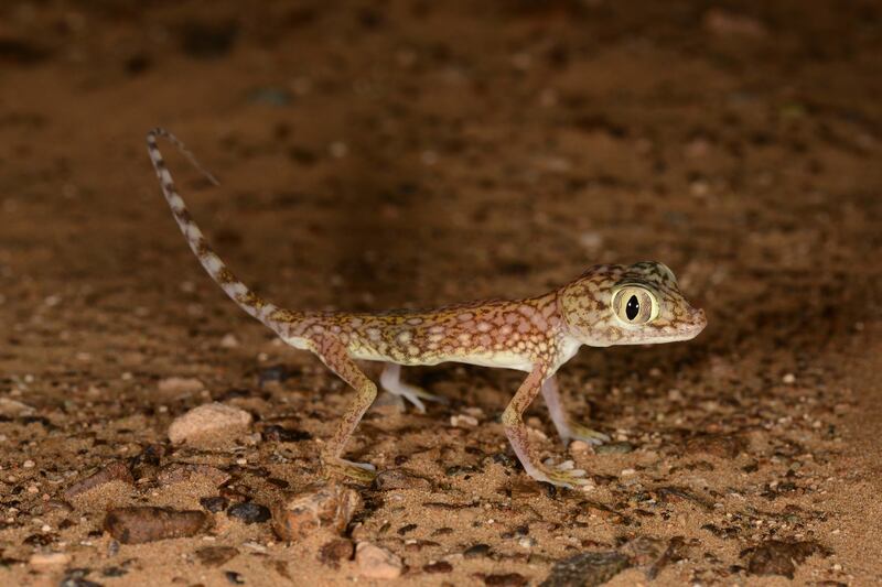 Scientists were surprised at the fluorescence, previously reported among geckos in Namibia. Photo: Johannes Els