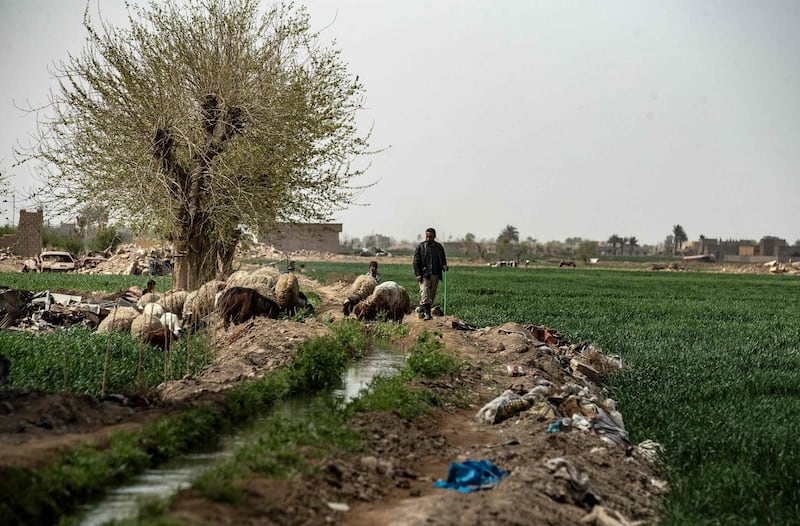 A shepherd is pictured in fields on the outskirts of the village of Baghouz in Deir Ezzor province, northern Syria, two years after ISIS made its last stand there. AFP