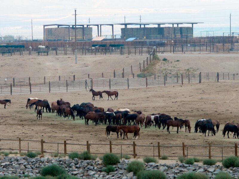 More than 58,000 wild horses and burros are currently being housed in holding pens and off-range pastures. AP