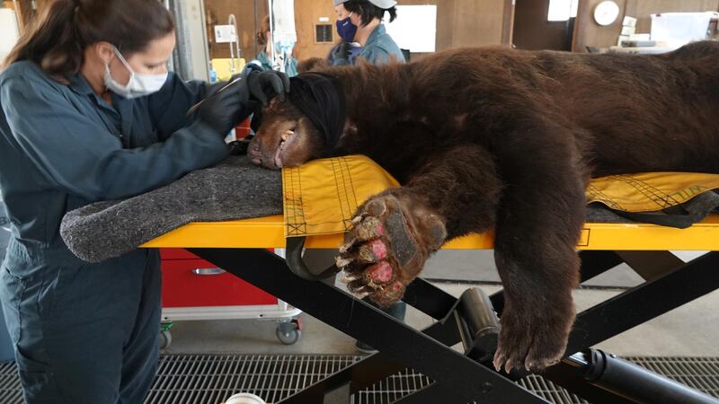 California Department of Fish and Wildlife (CDFW) staff evaluates a bear, as it is treated for burns suffered from the Bear Fire in Butte County, at the Wildlife Investigations Lab, California, U.S., September 21, 2020. California Department of Fish and Wildlife/Handout via Reuters