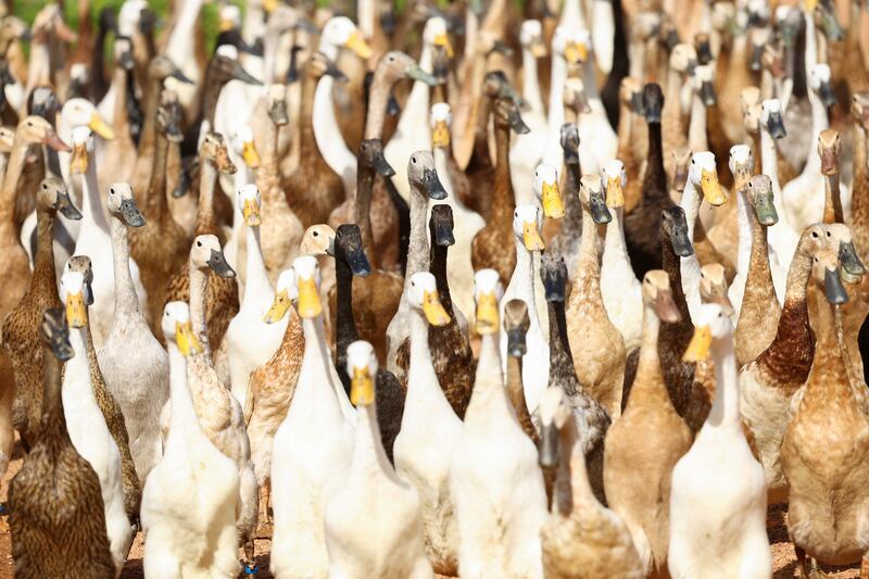 The white, black and brown ducks assist as natural pest-control, helping the vineyard owners to avoid using pesticides and synthetic fertilisers