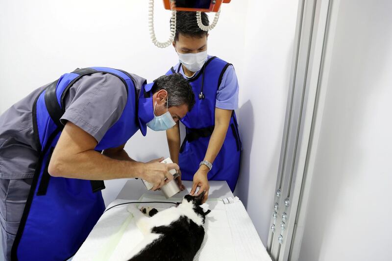 Dubai, United Arab Emirates - October 02, 2019: Johnson receives an X-ray after dental cleaning form Dr Raimundo Tamagnini (L) because of plaque with Robert Pascual. Profile of The Cat Vet UAE. Wednesday the 2nd of October 2019. Hessa Street, Dubai. Chris Whiteoak / The National