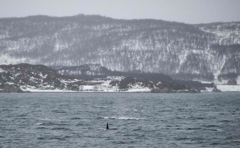A killer whale in Kvaenangen Fjord, near Spildra