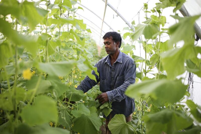 “I can see now that it’s changing,” Al Owais says. “Day by day, they are getting it. There are 25 farms in Abu Dhabi, but they sell very little in Abu Dhabi; they sell it all in Dubai. More than 50 per cent of our stuff goes to Dubai. Every day, three cars go to Dubai and one goes to Sharjah and Ajman.”