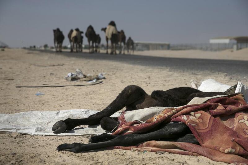 Residents of in Al Wathba fear there is a health hazard from the carcasses of animals, such as this baby camel, dumped on the roadside. Silvia Razgova / The National