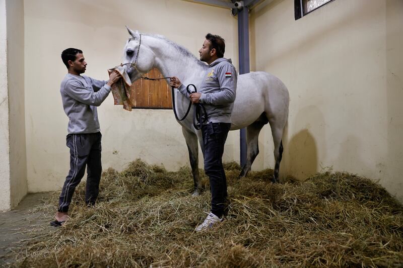 The Arabian horse has a distinctive head shape and high tail carriage.