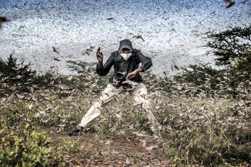 Herny Lenayasa, a Samburu man and chief of the settlement of Archers Post tries to scare away a massive swarm of locust ravaging an area next to Archers Post, Samburu County, Kenya on April 24, 2020.

A locust plague fueled by unpredictable weather patterns up to 20 times larger than a wave two months earlier is threatening to devastate parts of East Africa. Locust has made already a devastating appearance in Kenya, two months after voracious swarms -some billions strong- ravaged big areas of land and just as the coronavirus outbreak has begun to disrupt livelihoods. In spite of coronavirus-related travel restrictions, international experts are in place to support efforts to eradicate the pest with measures including ground and aerial spraying.

The Covid-19 pandemic has competed for funding, hampered movement and delayed the import of some inputs, including insecticides and pesticides.

The UN Food and Agriculture Organisation (FAO) has called the locust outbreak, caused in part by climate change, “an unprecedented threat” to food security and livelihoods. Its officials have called this new wave some 20 times the size of the first.

Photo: Luis Tato for The Washington Post