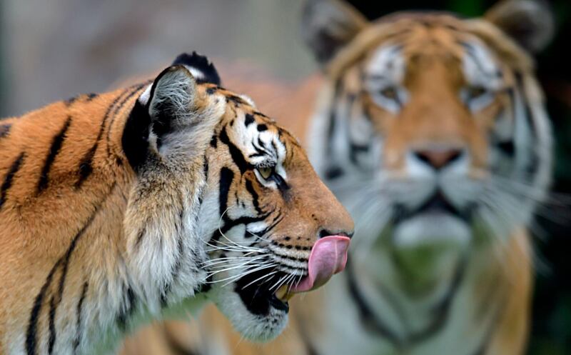 Tigers are seen at Bioparque Wakata in Jaime Duque park, in Briceno municipality near Bogota, Colombia. AFP