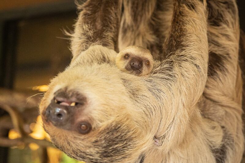London Zoo on Tuesday revealed a photo of Marilyn the sloth and her new baby Terry, after the baby sloth surprised keepers at the zoo with its speedy birth. PA